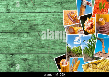 Mais in Landwirtschaft Fotocollage mit textfreiraum Landwirtschaft. Sammlung von Fotos mit Wachstum und Ernte von Getreide Stockfoto