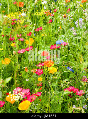 Nahaufnahme einer wunderschönen Wildblumen Wiese mit lebendigen und bunten Blumen, die von der Sonne beleuchtet. Stockfoto