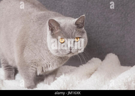 Eine graue britische Kurzhaar-Katze in die Kamera schaut Stockfoto