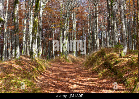 Eine herbstliche Aussicht auf ein Blatt bedeckt Wanderweg in einem sonnendurchfluteten Wald im Elsass/Frankreich Stockfoto