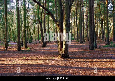 Am frühen Morgen des Royden Park Naturschutzgebiet auf der Halbinsel Wirral Stockfoto