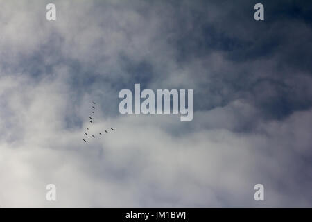 Silhouetten von einem Keil von Fliegen Wildgänse bilden einen Pfeil Stockfoto