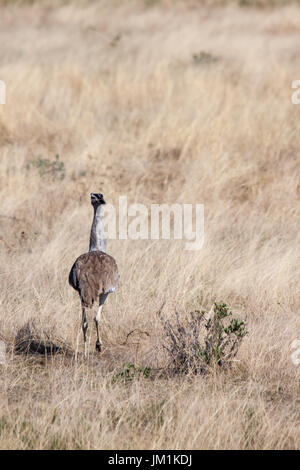 Kori Bustard durch Savanne im Etosha Nationalpark, Namibia Stockfoto