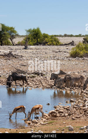 Zebras, Springböcke, Gnus am Wasserloch im Etosha Nationalpark, Namibia Stockfoto