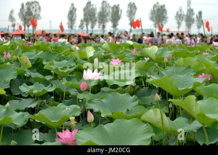 Xingtai, Chinas Provinz Hebei. 25. Juli 2017. In Zepan Village, Nordchinas Provinz Hebei, 25. Juli 2017 anzeigen Touristen Lotusblüten. Bildnachweis: Mu Yu/Xinhua/Alamy Live-Nachrichten Stockfoto