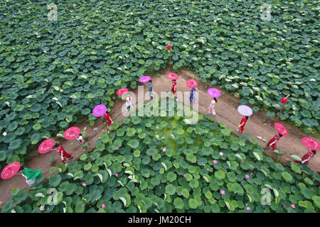 Xingtai, Chinas Provinz Hebei. 25. Juli 2017. Frauen tragen traditionelle maßgeschneiderte chinesische Qipao durchführen unter Lotusblumen in Zepan Dorf, Nordchinas Provinz Hebei, 25. Juli 2017. Bildnachweis: Mu Yu/Xinhua/Alamy Live-Nachrichten Stockfoto