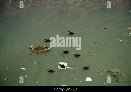 London, UK. 25. Juli 2017. Eine weibliche Stockente mit Entenküken Schlachten durch schwimmende Müll bei Ebbe auf der Themse. Bildnachweis: JOHNNY ARMSTEAD/Alamy Live-Nachrichten Stockfoto