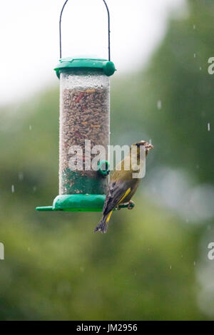 Ein Green Finch trotzen dem Regenwetter zum Frühstück auf ein Futterhäuschen für Vögel im Dorf Lixwm als Nässe Front übergeht Stockfoto