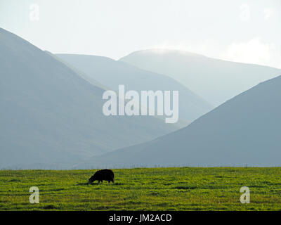 Seenplatte, UK. 25. Juli 2017. Ein Herdwick Schaf weidet vor zurückweichenden Hils im Abendlicht in den typisch englischen Lake District-Kredit: Steve Holroyd/Alamy Live News Stockfoto