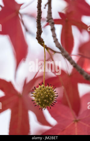 Nahaufnahme der Frucht des American sweetgum Baum im Herbst. Stockfoto