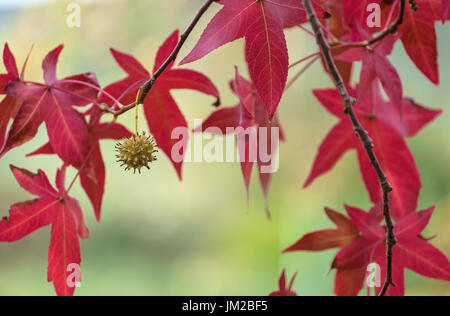 Die Blätter und Früchte der amerikanischen Sweetgum Baum im Herbstlaub. Stockfoto