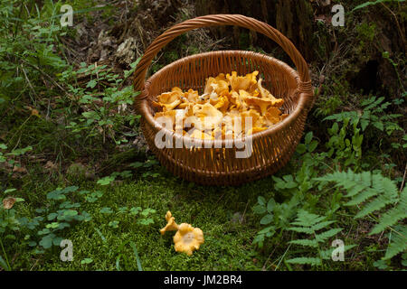 Frische Pilze Pfifferlinge im Weidenkorb auf grünem Moos im Wald, Ansicht von oben. Weidenkorb mit Champignons Pfifferlinge. Stockfoto