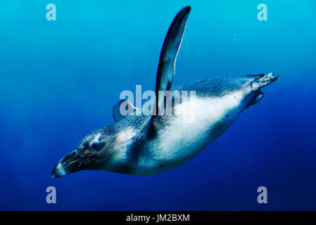 Schwimmenden Pinguin unter Wasser im Ozeanwasser. Stockfoto