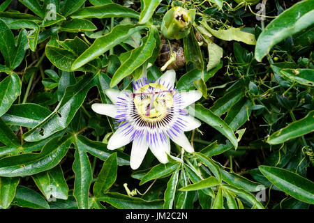 Passionsfrucht/Maracuja Blume Stockfoto