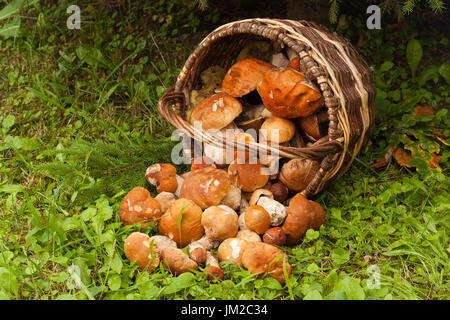 Frische Speisepilze Boletus Edubil im Weidenkorb auf dem grünen Rasen im Wald. Pilze ernten. Essbare Waldpilze In Korb. Stockfoto