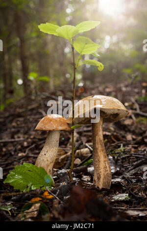 Zwei Speisepilze braune Haube Boletus (Leccinum Scabrum) im Herbst Wald wachsen. Nasse Hüte Pilz. Wilde Pilze im Wald. Stockfoto