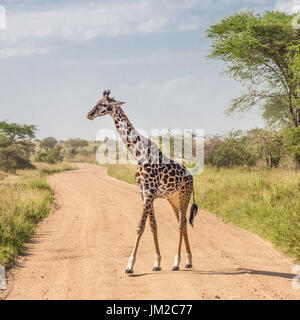 Einsame Giraffe im Amboseli Nationalpark, Kenia. Stockfoto