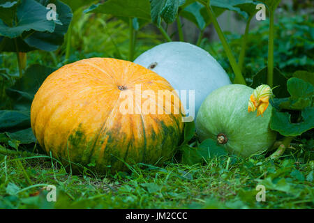 Drei frische Bio-Kürbisse auf dem grünen Rasen im Gemüsegarten. Große und kleine Kürbisse. Organe, weiße und grüne Kürbisse. Stockfoto
