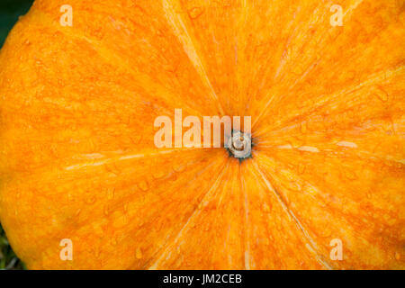 Frische Bio Orange Kürbis hautnah. Orange Kürbis. Nassen Kürbis. Stockfoto