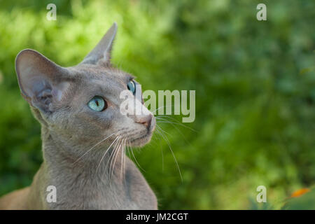 Orientalisch Kurzhaar graue Katze draußen Sommer. Orientalische Rasse. Kopieren Sie Raum. Stockfoto