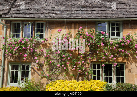 Rosa Rosen auf Cotswold Cottage, Stanton, Cotswolds, Gloucestershire, England, Vereinigtes Königreich, Europa Stockfoto