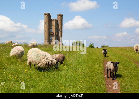 Broadway Tower und Schafe, Broadway, Cotswolds, Worcestershire, England, Vereinigtes Königreich, Europa Stockfoto