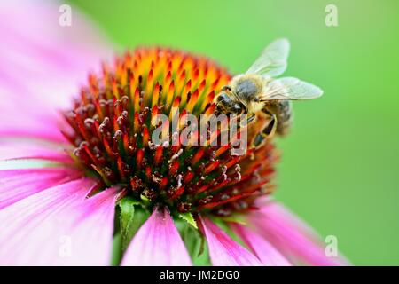 Die Biene bestäubt eine lila Blume. Stockfoto