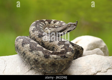 schöne gerochene Viper auf einem Felsen (Vipera Ammodytes, Aufnahme im natürlichen Lebensraum auf ein wildes Tier) Stockfoto