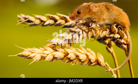 Ernte Maus auf goldene Weizen Stockfoto