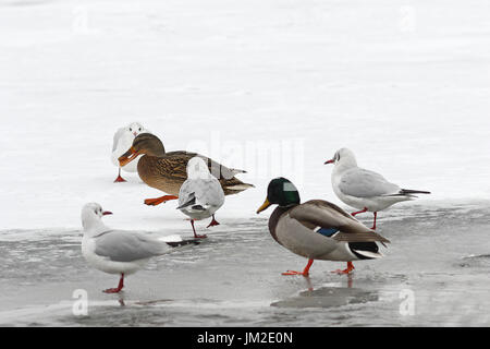 hungrige wilde Vögel auf Nahrungssuche im Winter zu Fuß auf zugefrorenen Fluss (Anas Platyrhynchos, Stockente und verschiedene Möwen) Stockfoto