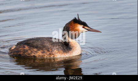 Crested Grebe schwimmen in einem See Stockfoto