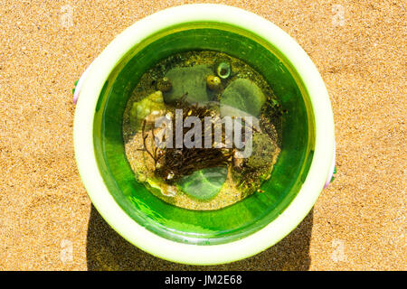 Leben im Meer in einen Eimer Strand auf dem sand Stockfoto