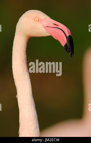 Rosaflamingo, Camargue, Provence, Südfrankreich / (Phoenicopterus Roseus) | Rosaflamingo, Camargue, Provence Stockfoto