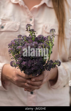 Die Bilder sind in meinem Studio im Napa Valley 'CA' und in St Martin "Karibik" aufgenommen. Stockfoto