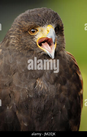 Harris Hawk / (Parabuteo Unicinctus) / Bay-winged Hawk | Wuestenbussard / (Parabuteo Unicinctus) / Wüstenbussard Harris Bussard Stockfoto