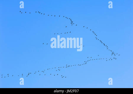 Gemeinsamen Krane, North Rhine-Westphalia, Deutschland / (Grus Grus) / Eurasian Crane | Graukraniche, Nordrhein-Westfalen, Deutschland Stockfoto