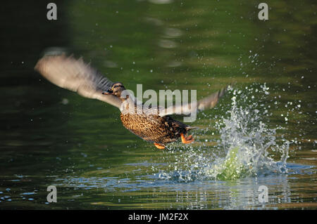 Stockente, Weiblich, beginnend, North Rhine-Westphalia, Deutschland / (Anas Platyrhynchos) | Stockente, Weiblich, Startend, Nordrhein-Westfalen, Deutschland Stockfoto