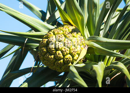 Obst aus Schraube Kiefer, Pandanus Tectorius auf einem tropischen Queensland Strand (in der Nähe von Coffs Harbour), Australien. Stockfoto