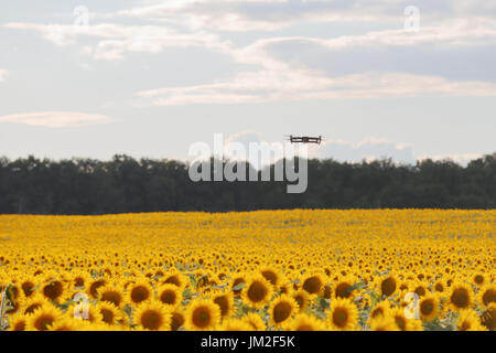 Drone schwebt über Sonnenblumenfeld in klaren, blauen Himmel teilweise getrübt. Stockfoto