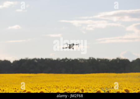 Drone schwebt über Sonnenblumenfeld in klaren, blauen Himmel teilweise getrübt. Stockfoto