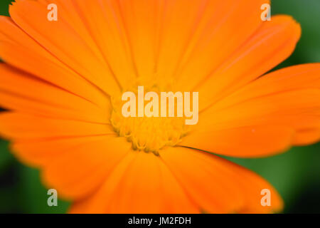 Schließen Sie herauf Foto der Ringelblume oder calendula Flower Stockfoto