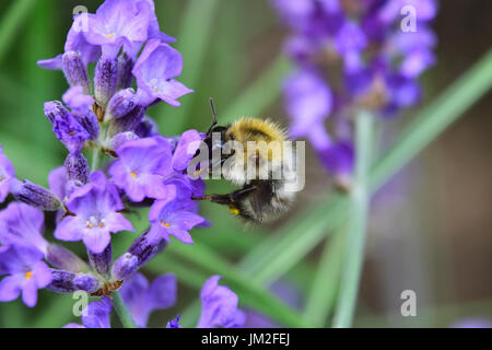 Biene sammelt Pollen aus einer Lavendelblüte. Er ist reichlich in Nektar enthalten, aus dem Bienen einen hochwertigen Honig herstellen, der als Premiumprodukt vermarktet wird. Stockfoto