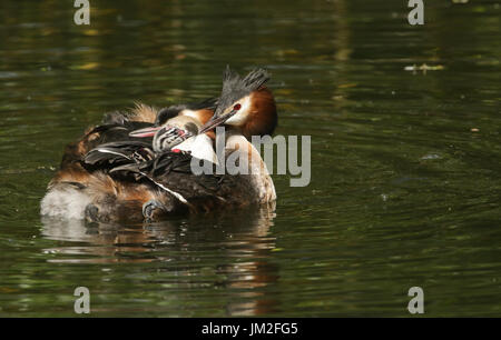 Eine niedliche Baby Haubentaucher (Podiceps Cristatus) gefüttert eine Feder von einem seiner Eltern, wie sie auf dem Rücken in einem Fluss sitzt. Stockfoto