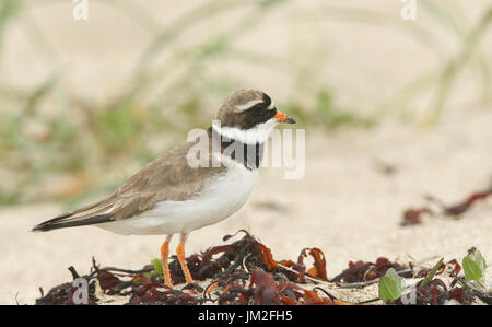 Eine schöne Flussregenpfeifer Regenpfeifer (Charadrius Hiaticula) Jagd nach Nahrung an einem Strand in Orkney, Schottland. Stockfoto