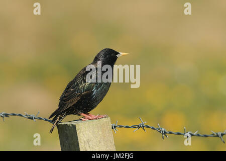 Eine atemberaubende adult Star (Sturnus Vulgaris) thront auf einem Zaunpfahl. Stockfoto