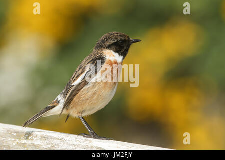 Eine atemberaubende männliches Schwarzkehlchen (Saxicola torquata) auf einem Zaun auf der Suche nach Insekten zu fangen. Stockfoto