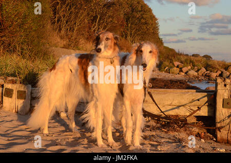 Zwei Barsoi Hunde steht an einem Strand im warmen Abendlicht. Stockfoto