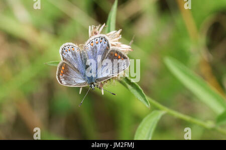 Einen schönen weiblichen gemeinsamen blauen Schmetterling (Polyommatus Icarus) thront auf einer Blume. Stockfoto