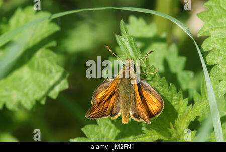 Eine schöne große Skipper Butterfly (Ochlodes Sylvanus) thront auf einer Brennnessel. Stockfoto