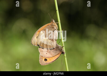 Paarung zweier Wiese braun Schmetterling (Maniola Jurtina) thront auf einem Rasen-Stiel. Stockfoto